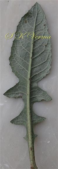  Leaf-Abaxial view
